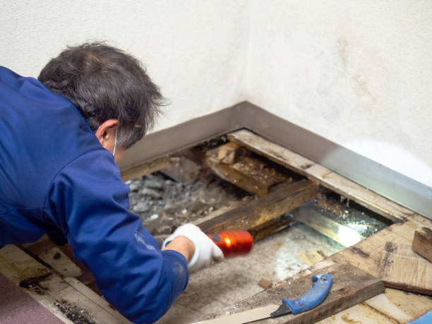 Best Bathroom Mold Remediation in Edgemont Park, MI