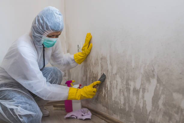 Best Residential Mold Remediation in Edgemont Park, MI