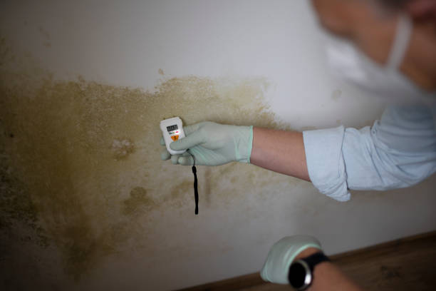 Best White Mold Remediation in Edgemont Park, MI