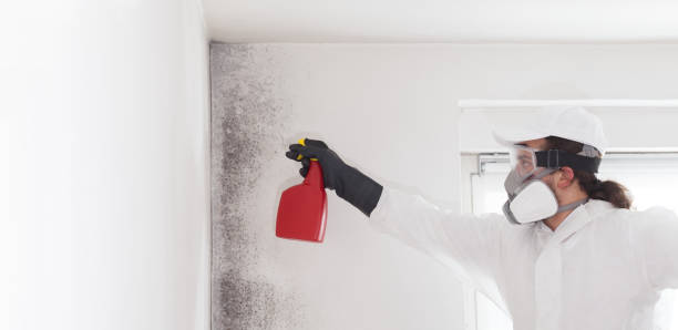Best Residential Mold Remediation in Edgemont Park, MI