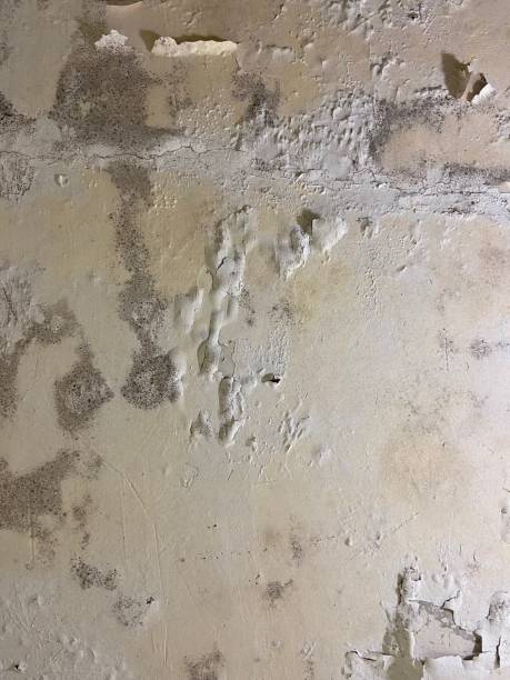 Best Health and Safety Mold Remediation in Edgemont Park, MI