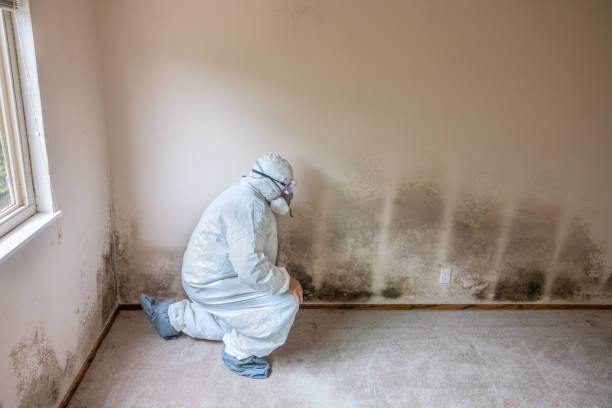 Best Post-Remediation Services in Edgemont Park, MI
