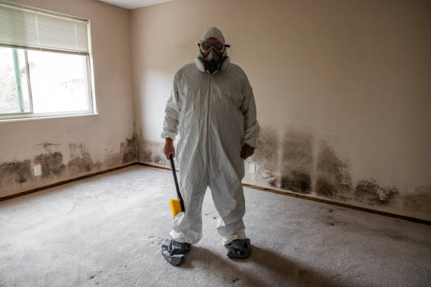 Best Commercial Mold Remediation in Edgemont Park, MI