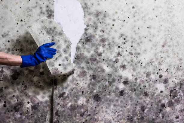 Best HVAC Mold Remediation in Edgemont Park, MI